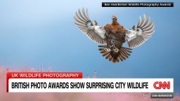 <p>A reindeer roaring through the rain, pigeons eyeing a bag of fries -- see the photos shot by photographers of all ages that won this year's British Wildlife Photography Awards. Lynda Kinkade reports.</p>