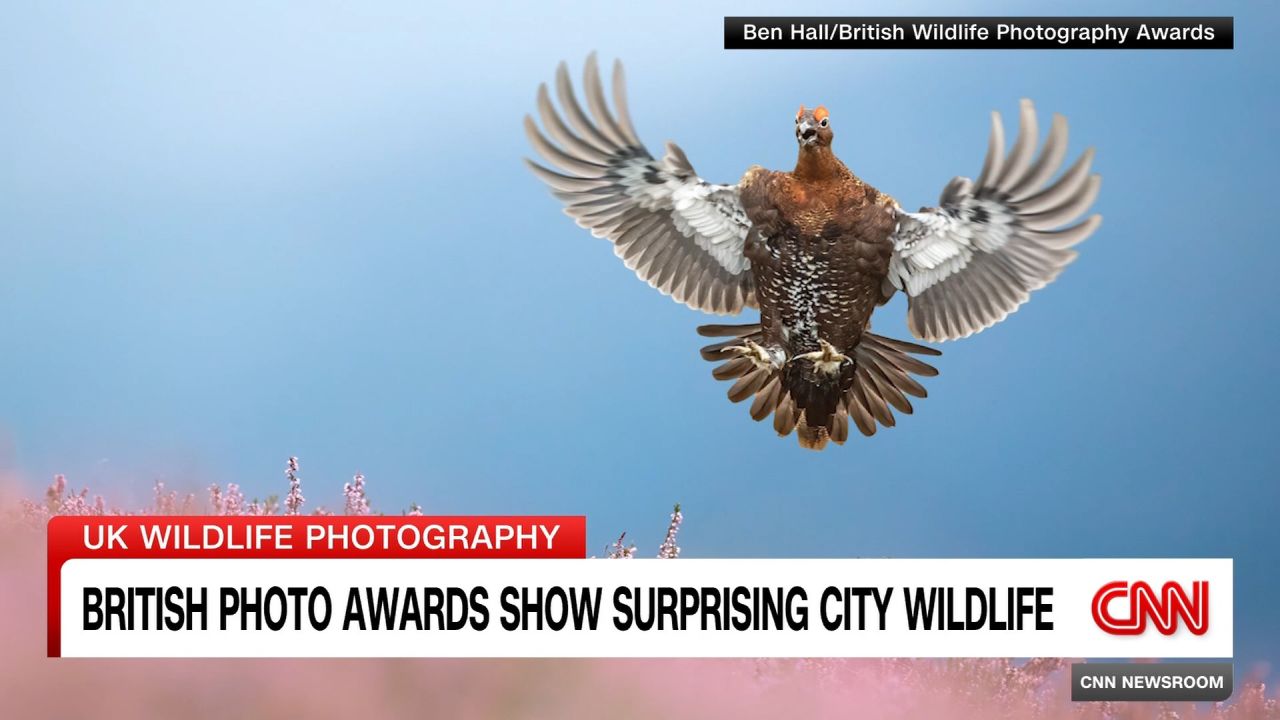 <p>A reindeer roaring through the rain, pigeons eyeing a bag of fries -- see the photos shot by photographers of all ages that won this year's British Wildlife Photography Awards. Lynda Kinkade reports.</p>