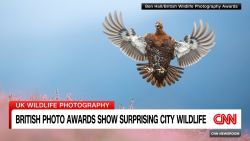 <p>A reindeer roaring through the rain, pigeons eyeing a bag of fries -- see the photos shot by photographers of all ages that won this year's British Wildlife Photography Awards. Lynda Kinkade reports.</p>