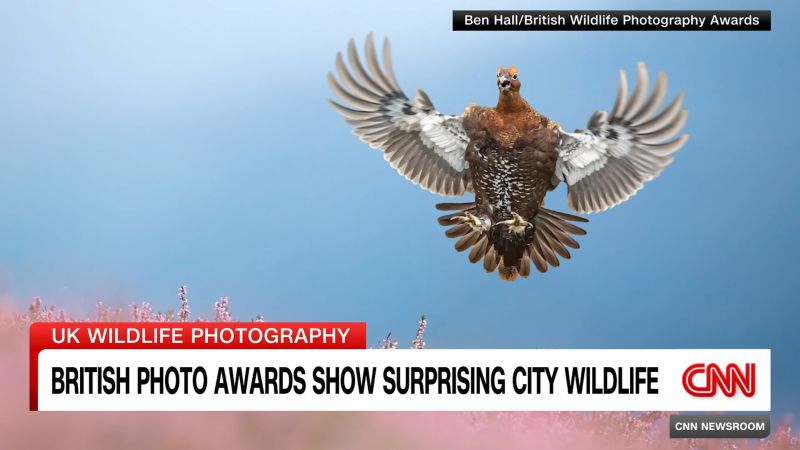 The winners of this year’s British Wildlife Photography Awards