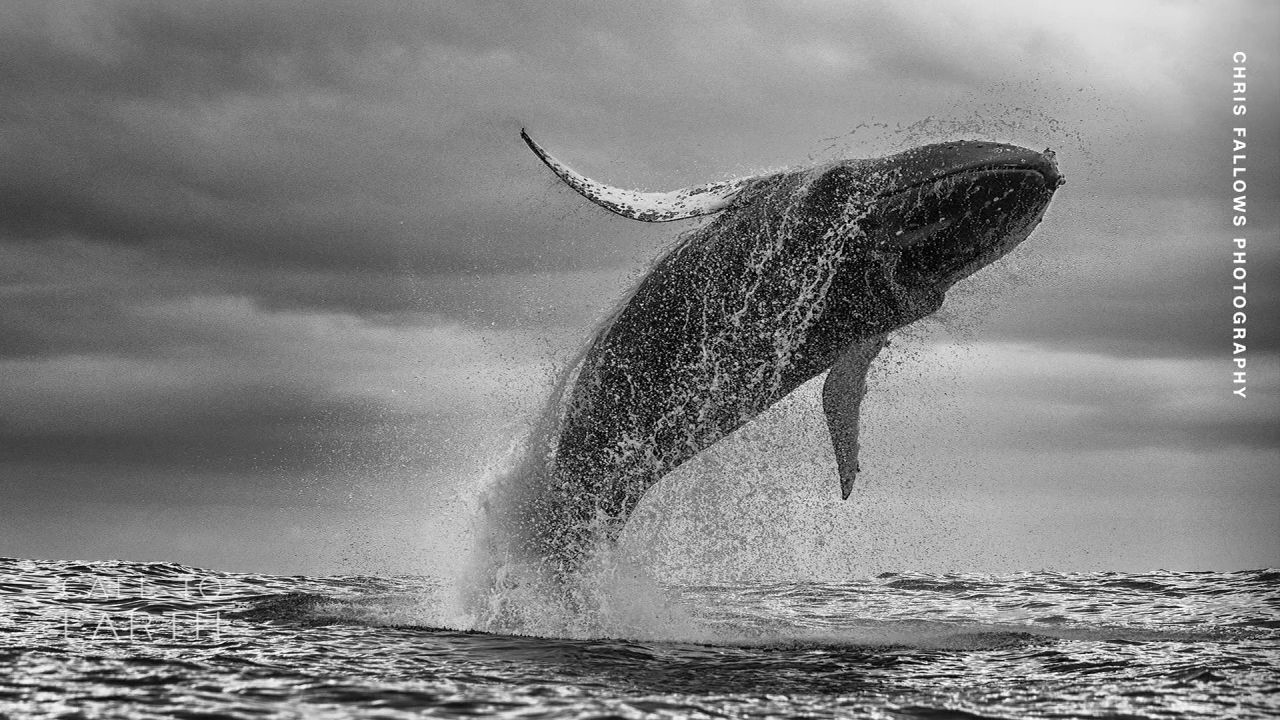 <p>During the commercial whaling era of the 19th and early 20th centuries, humpback whale populations were reduced by an estimated 95%. An international ban on the practice has since helped the species rebound. Photographer Chris Fallows takes CNN out to sea for a firsthand look at the iconic species.</p>