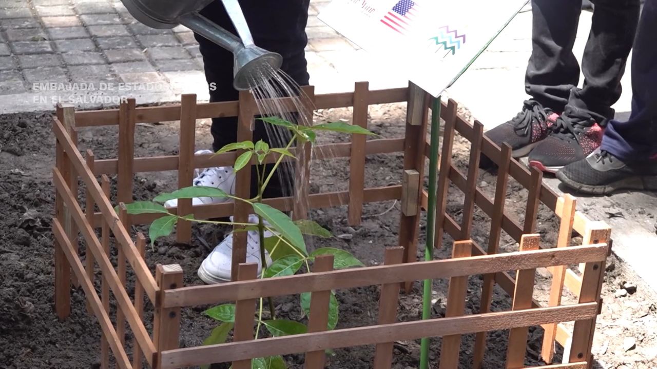 <p>El astronauta de origen salvadoreño Frank Rubio llevó al espacio 16 semillas de maquilishuat, el árbol nacional de El Salvador. Una de estas semillas que realizó el viaje y regresó a la Tierra germinó exitosamente en suelo salvadoreño.</p>