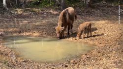 <p>A pioneering project in southeastern England has reintroduced the European bison to help restore its ancient woodlands.</p>